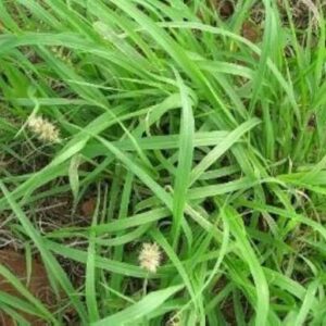 Timothy Grass Seeds 1 kg pack